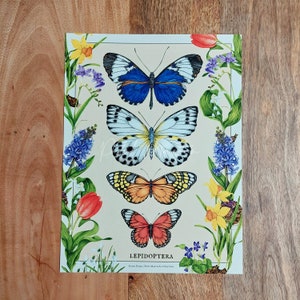 Lepidoptera - fine art print of butterfly varieties - LIMITED EDITION