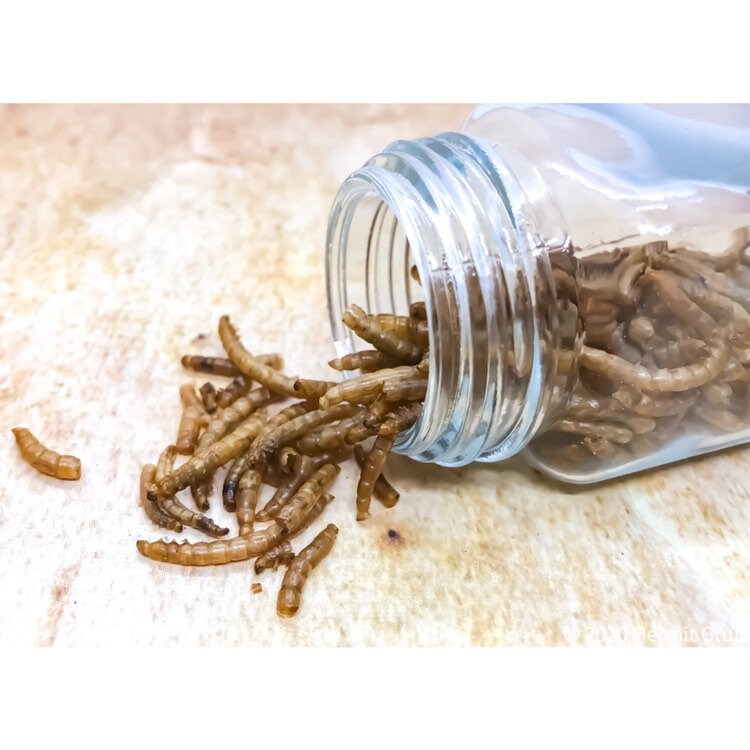 Mealworms | Hermit Crab Food