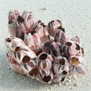 Balanes de mer | Bernard l&#39;ermite