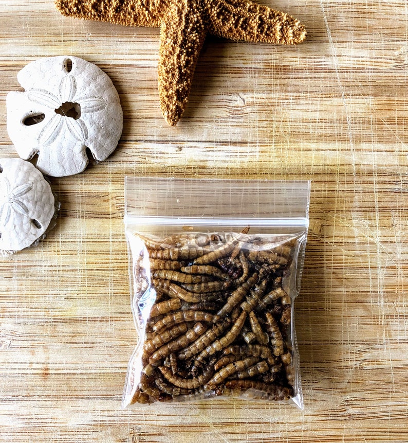 Mealworms Hermit Crab Food Etsy