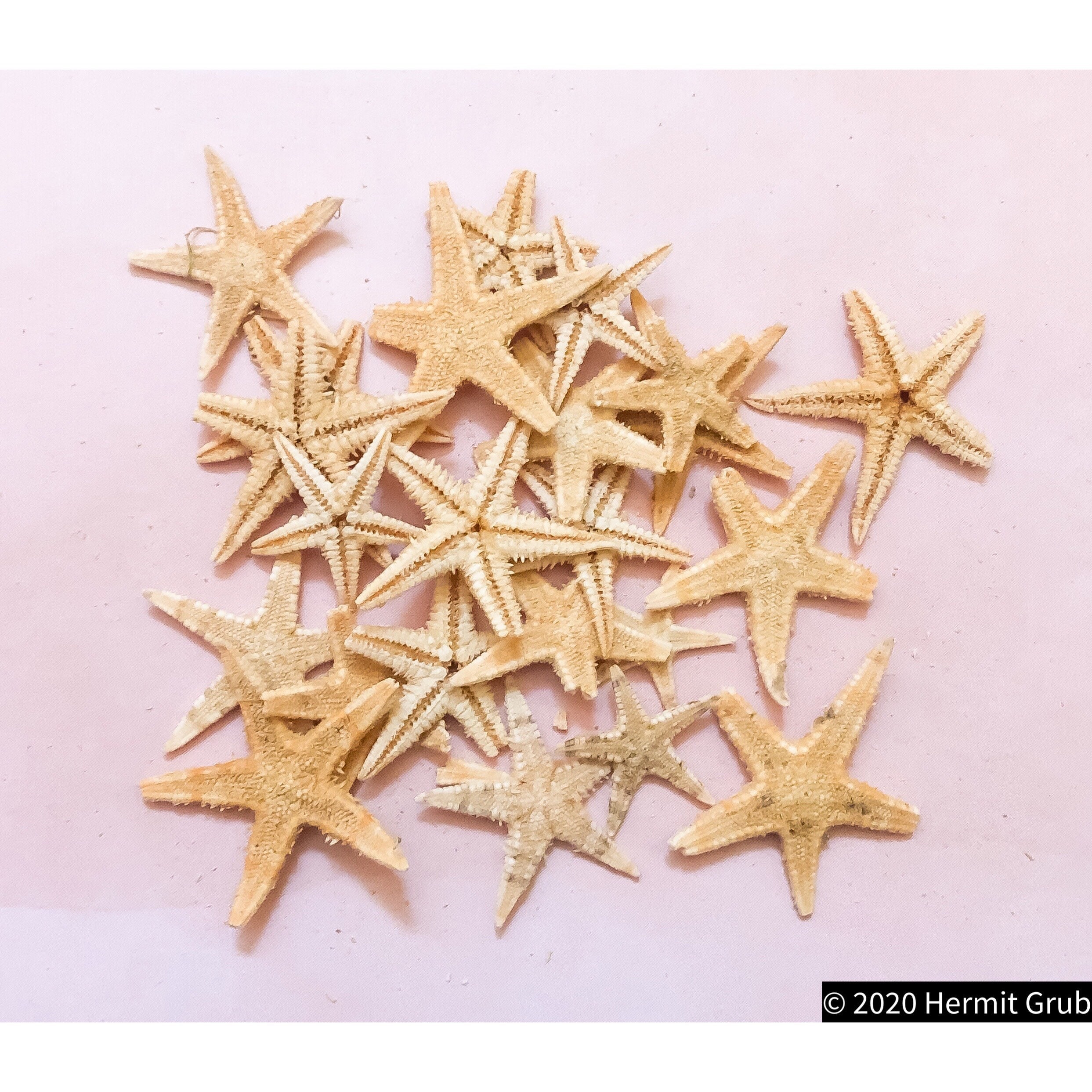 Tiny Tan Flat Starfish | Hermit Crab Tank | Crabitat