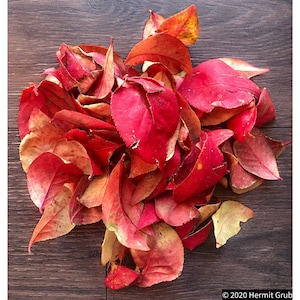 Brandend struikgewas | Heremietkreeftenvoer