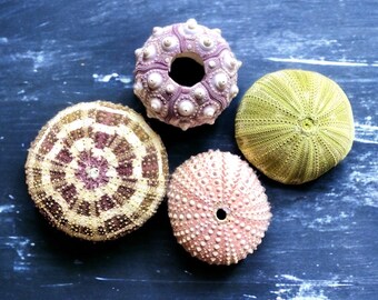 Sea Urchin 4 Piece Set | Hermit Crabs