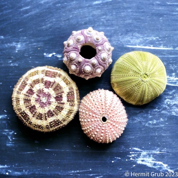 Sea Urchin 4 Piece Set | Hermit Crabs