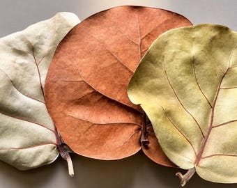 Sea Grape Leaves (3) - Hermit Crab Food- Hermit Grub