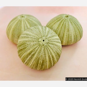 Green Sea Urchin