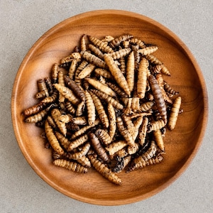 Black Soldier Fly Larvae (BSFL) | Hermit Crab Food | Hermit Grub