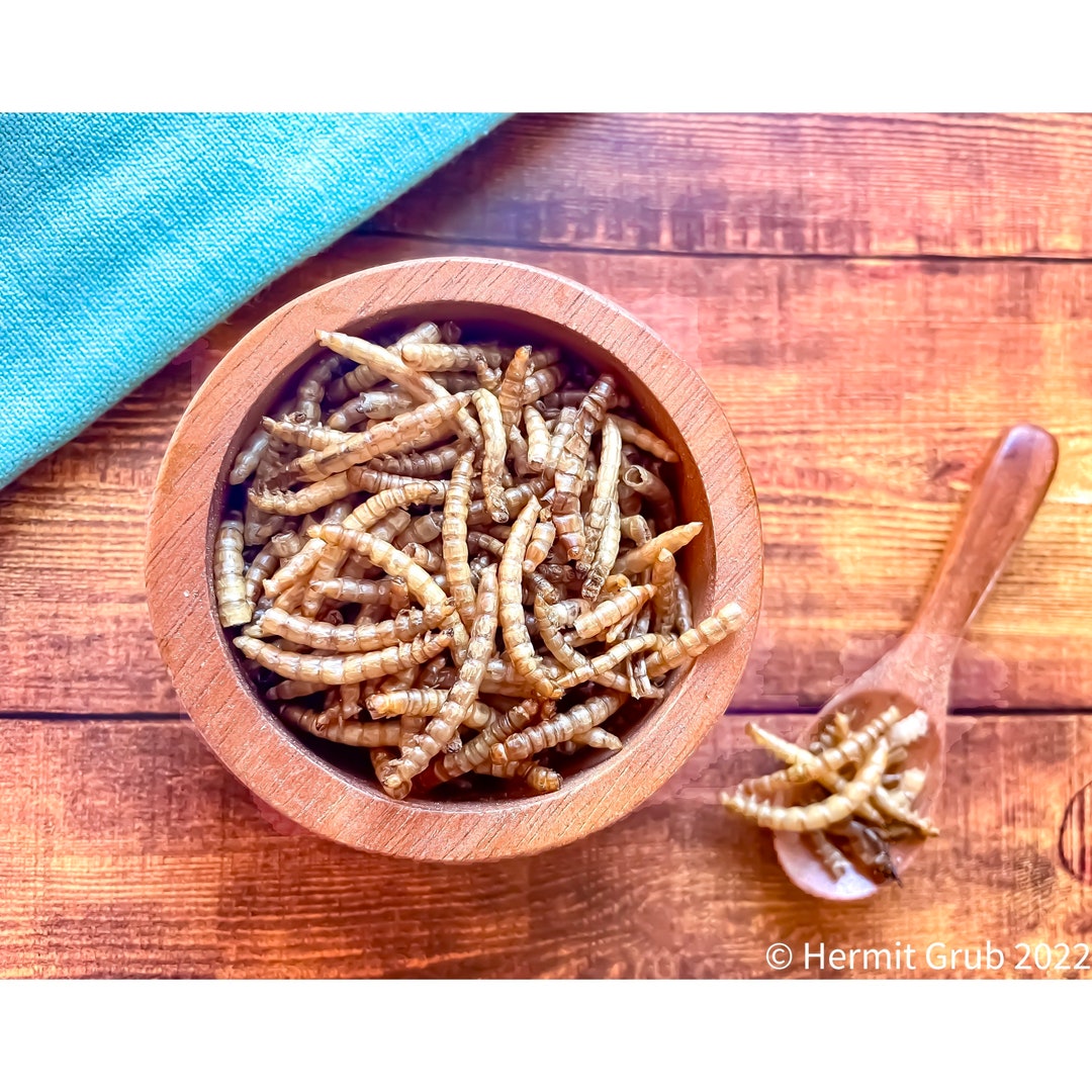 Mealworms Hermit Crab Food Etsy