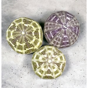 Alfonzo-zee-egels | Heremietkreeften