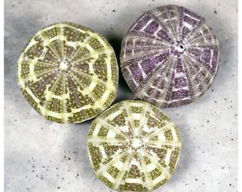Alfonzo Sea Urchins | Hermit Crabs