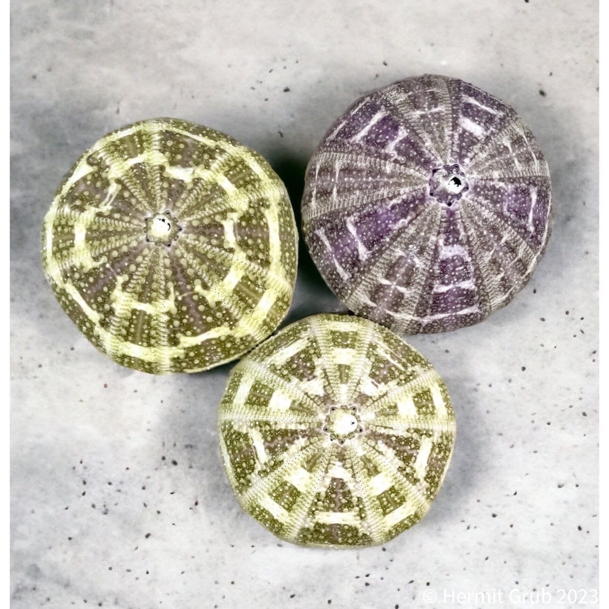 Alfonzo Sea Urchins | Hermit Crabs