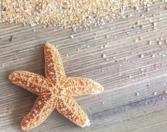 Sugar Starfish | Hermit Crab Food