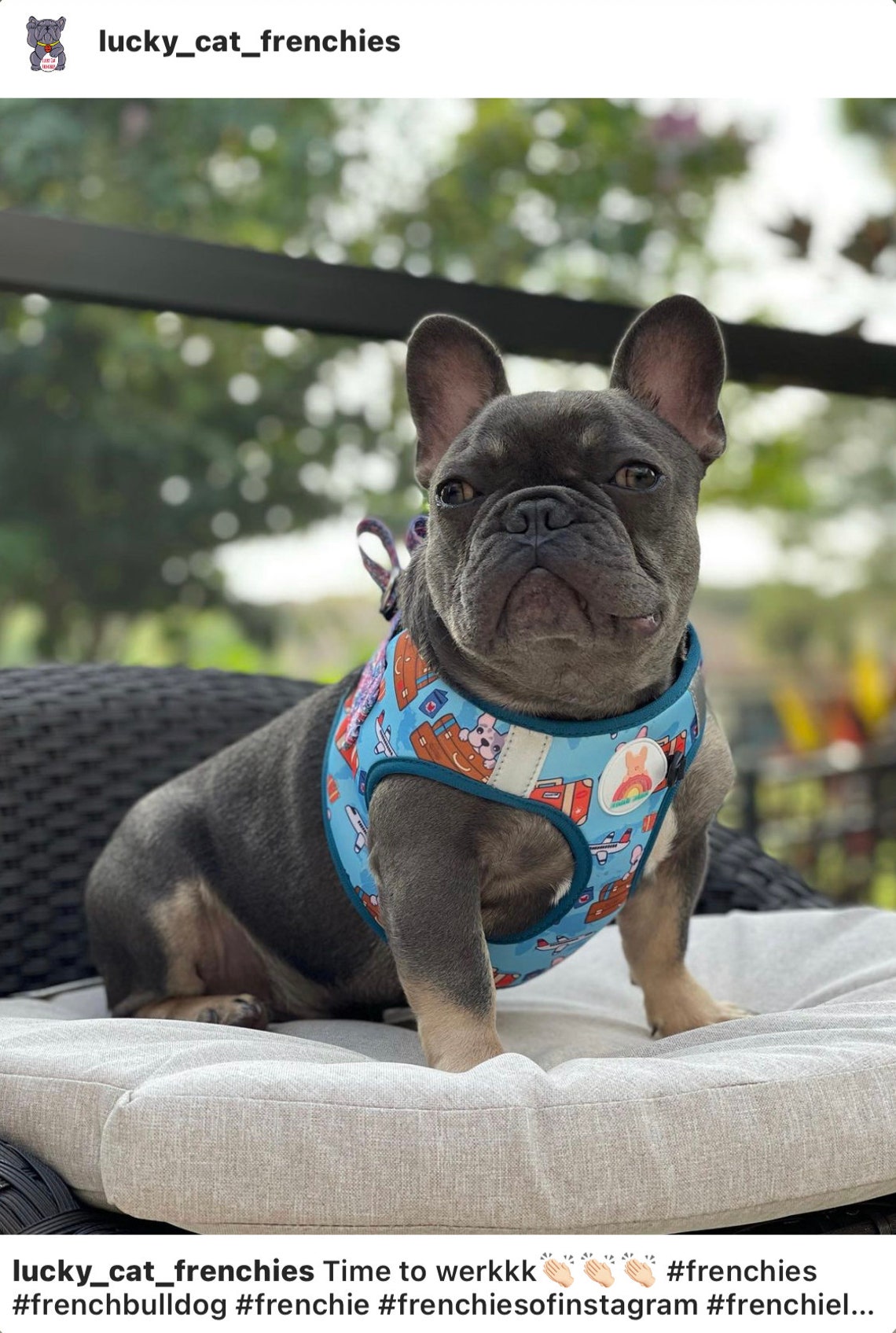 French Bulldog Harness Etsy
