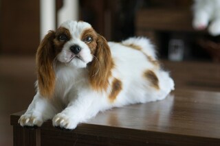 Kuscheltiere.biz Peluche Cavalier King Charles Spaniel - Morbido Cane Sedicente 17cm, Regalo Per Bambini E Collezionisti
