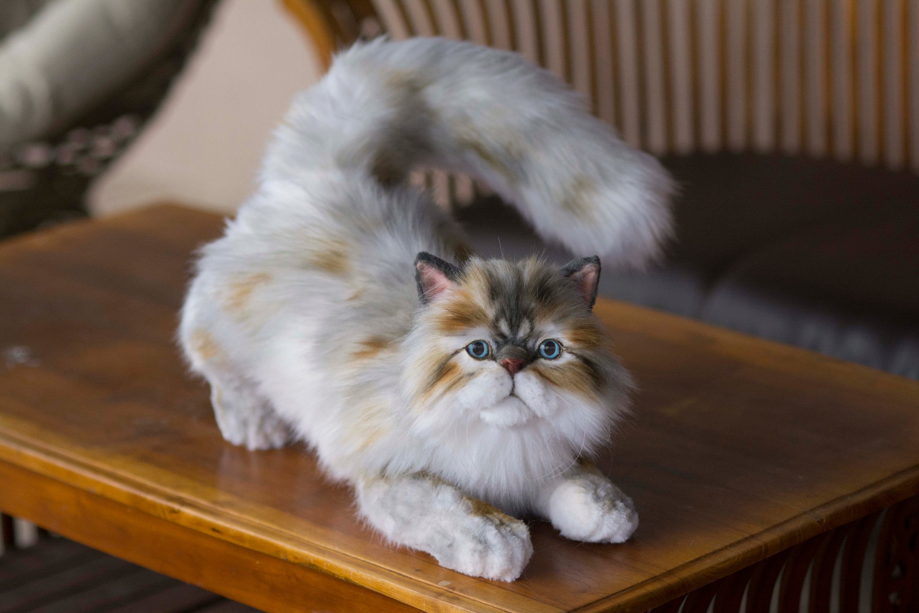 Made to Order Realistic Stuffed Persian Cat Plush Lifelike Etsy