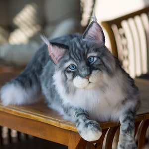 May include: A gray and white Maine Coon cat with blue eyes is lying on a wooden table. The cat is looking directly at the camera.
