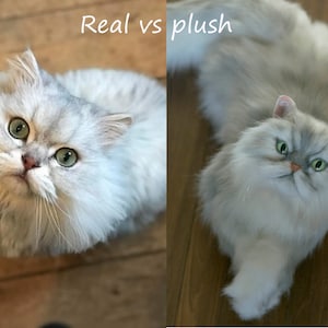 Made to order (~5 weeks) 40 cm - realistic Persian cat plush, stuffed cat, cat memorial, personalized pet plush, personalized cat clone