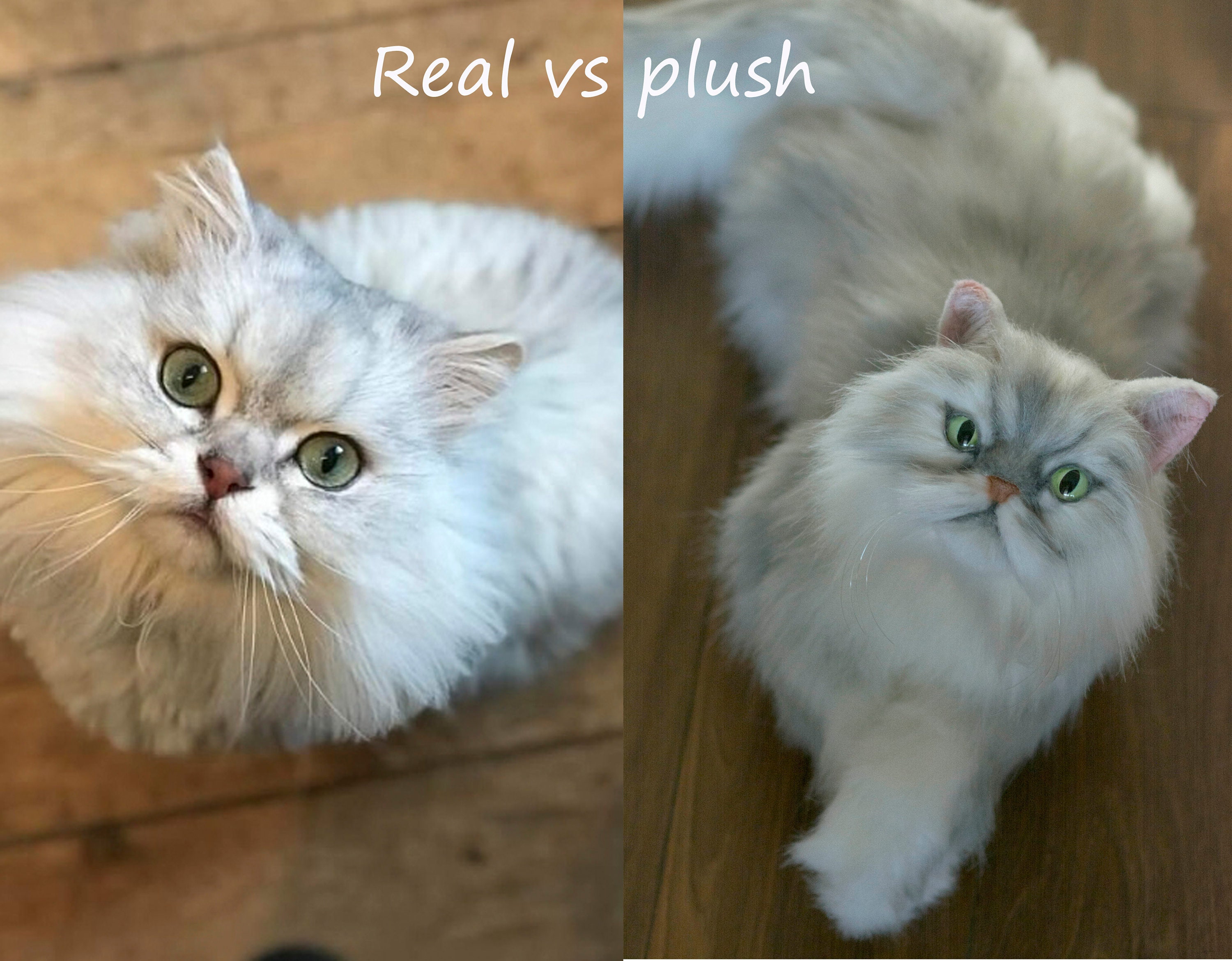 Custom Pet Clone - Etsy Custom Pet Clone - Etsy
