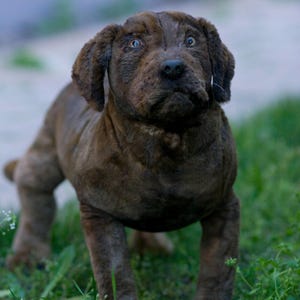 Realistic Labrador Plush Replica: Custom Pet Portrait Puppy - made to order
