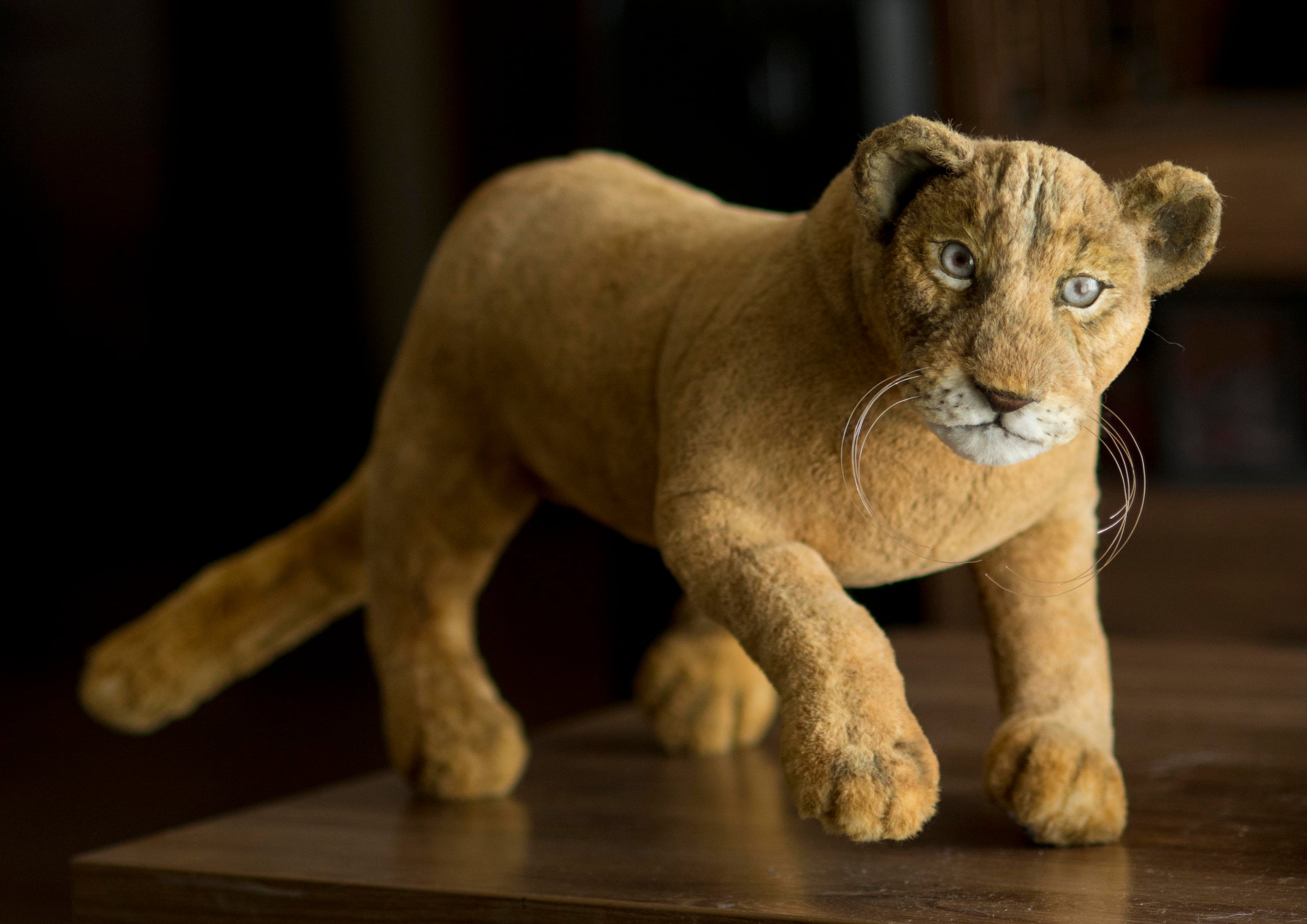 Realistic Stuffed Lioness Plush Replica Lifelike Lion Plush Stuff Lion Plush Portrait Real Animal Plush Ooak Lion Toy Lion Lover Gift Etsy