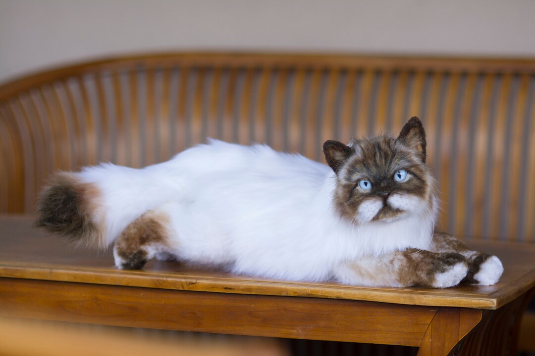 Siamese Cat Price Burmese Cat Malaysia Cute American Burmese