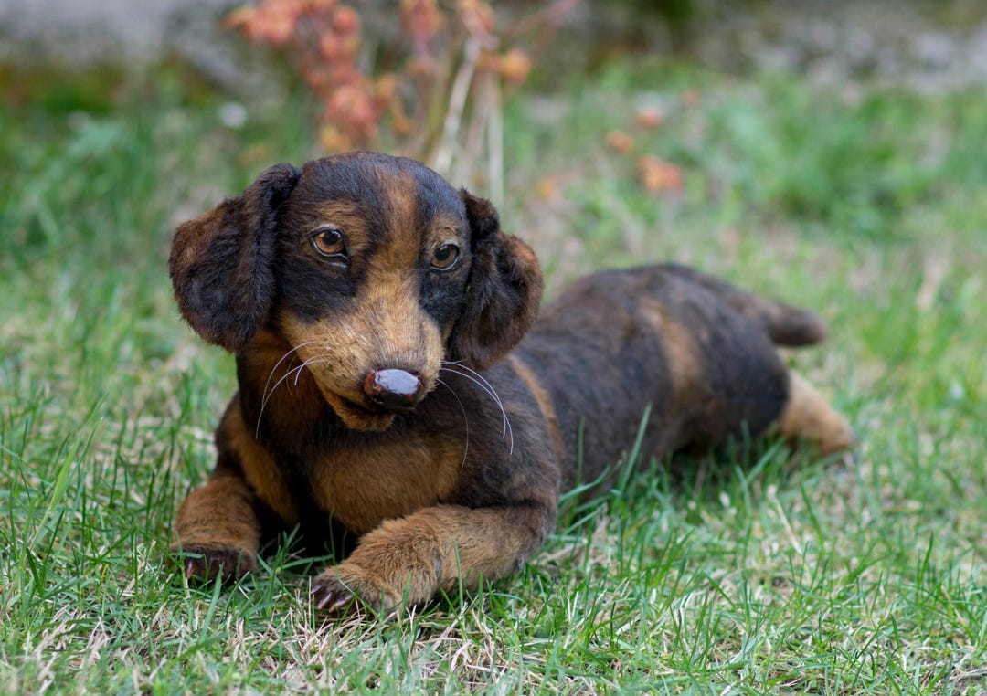 ぬいぐるみ HUMAN MADE DACHSHUND STUFFED ANIMAL HUMAN MADE DACHSHUND STUFFED ANIMAL おもちゃ