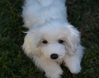 手作りの子犬のぬいぐるみ：リアルな白い犬のぬいぐるみ - Etsy 日本