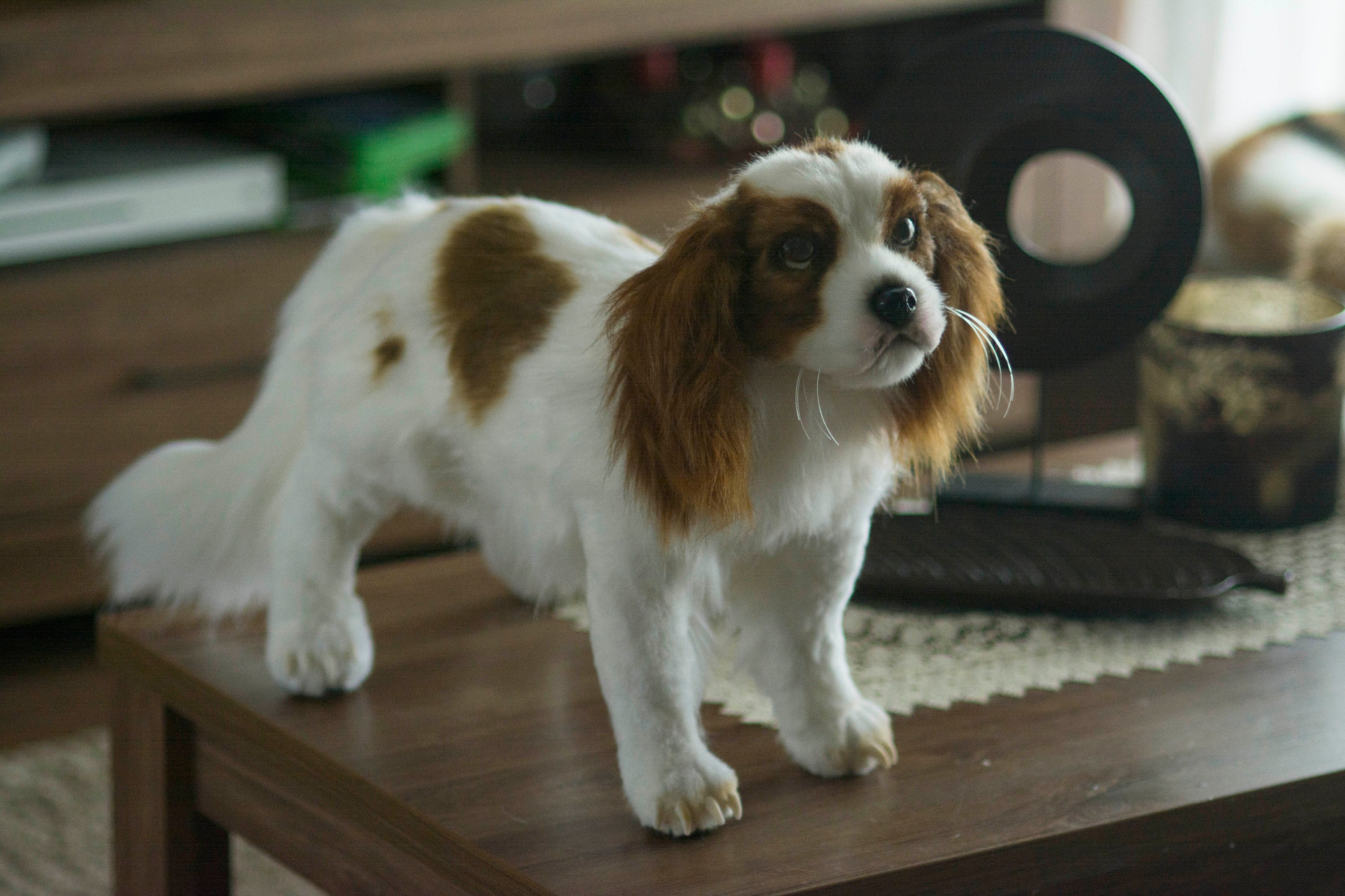 オーダーメイド 50 cm - キャバリア キング チャールズ スパニエル犬の