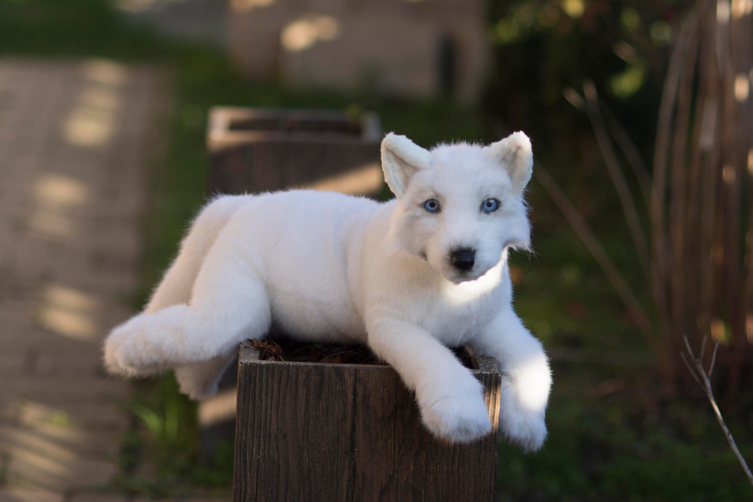 Realistic White Wolf Puppy Plush, Stuffed Wolf Plush Replica, Wolf Clone  Plush, Custom Lifelike Stuff Wolf Plush Toy, Real Wolf Plush Copy - Etsy, image size:3000x2000