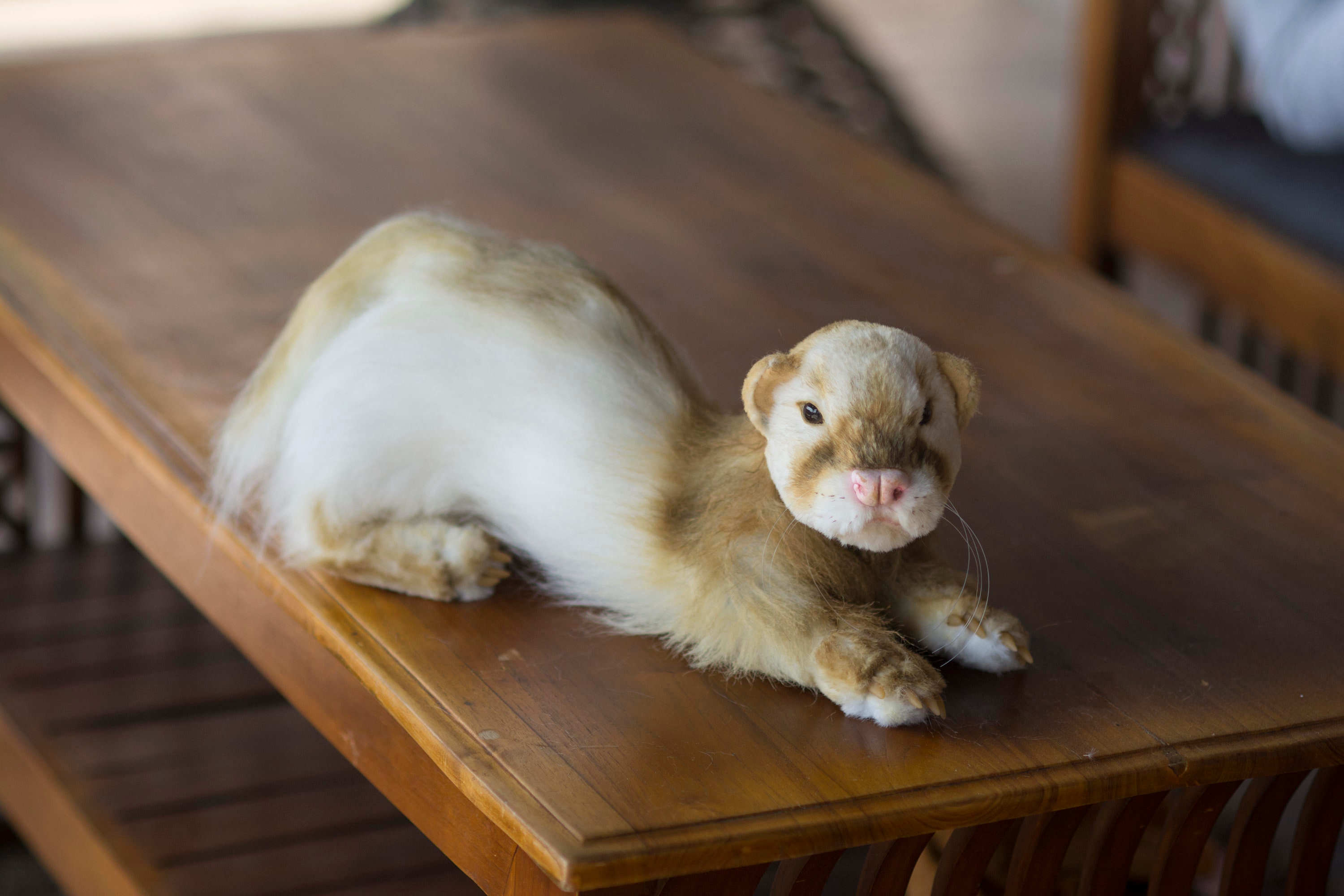 Realistic Ferret Plush Lifelike Stuffed Ferret Pet Replica Plush Commission Ferret Ferret Pet for Order Stuff Ferret Plush From Photo Etsy