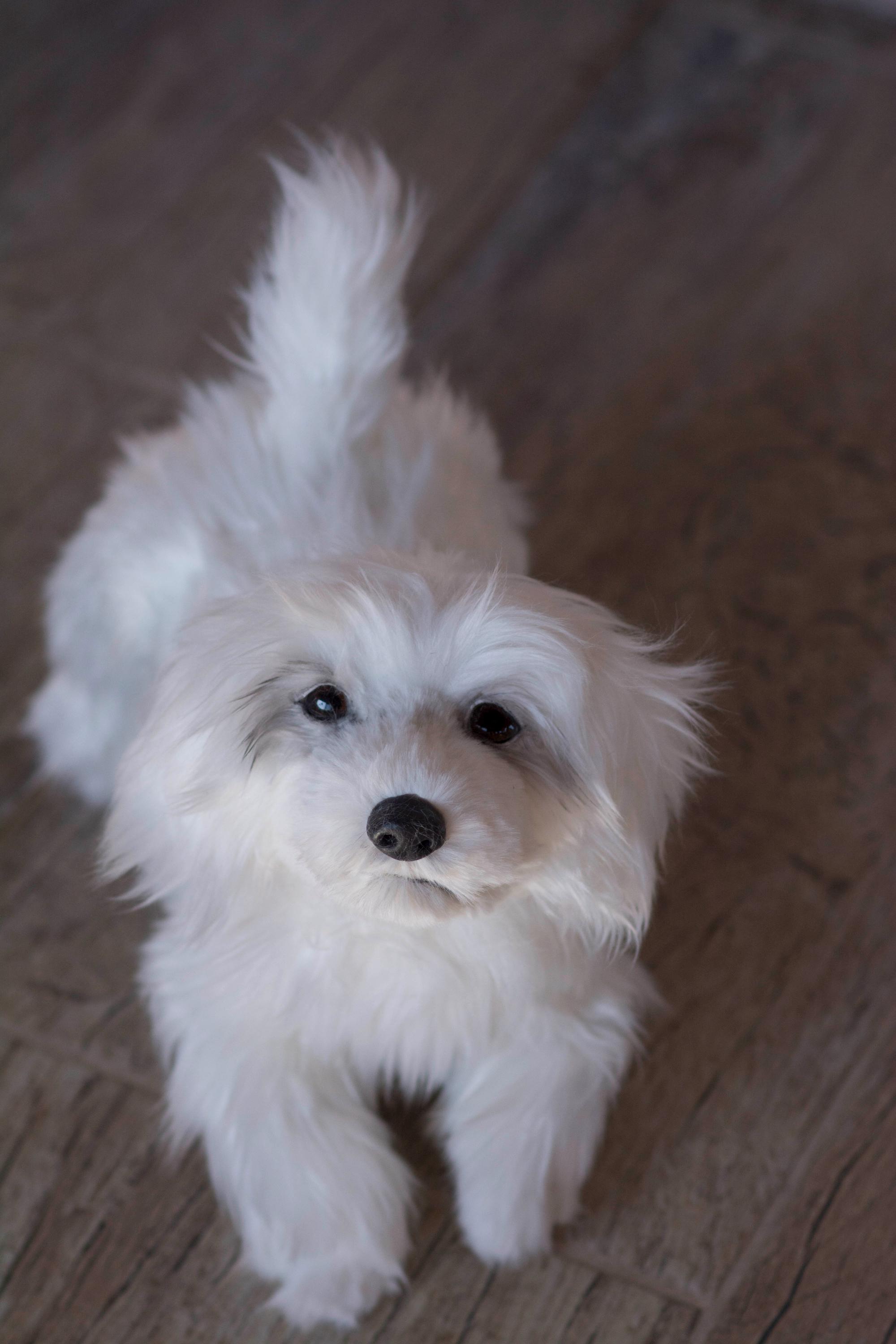 オーダーメイドの白い犬のぬいぐるみ リアルな子犬 【公式通販】