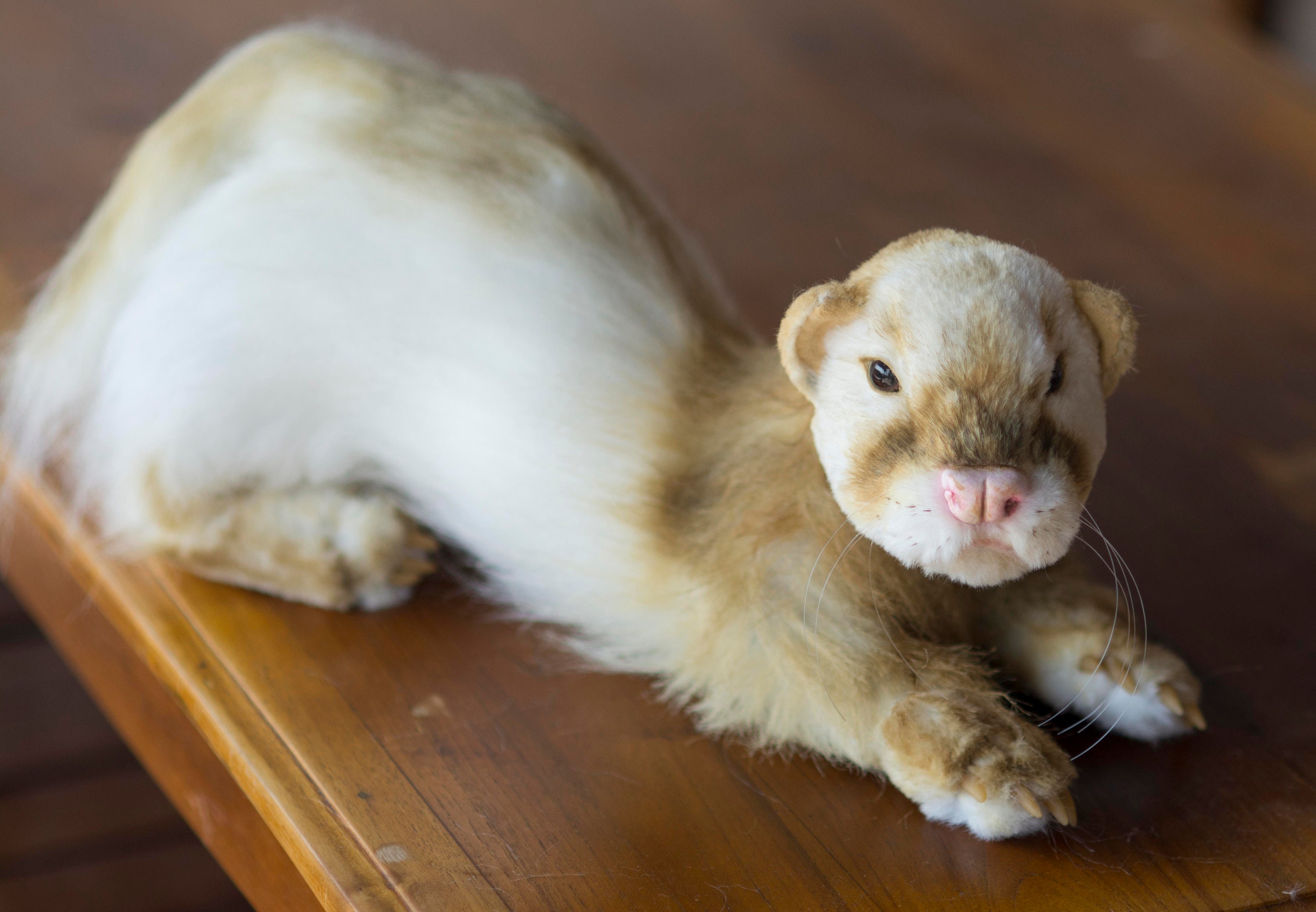 Ferret plush sale