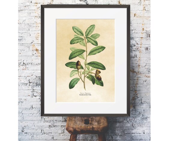 Southern Live Oak Illustration Oak Leaf Wall Art With Acorn Illustration Histoire1