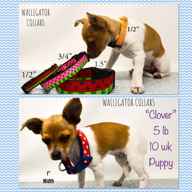 Puede incluir: Un peque&ntilde;o cachorro marr&oacute;n y blanco con un collar de perro de estrellas azul y blanco. El collar tiene 2,5 cm de ancho. El cachorro est&aacute; sentado en un suelo de baldosas. El texto "Walligator Collars" y "Clover" es visible en la imagen. El cachorro pesa 2,3 kg y tiene 10 semanas.