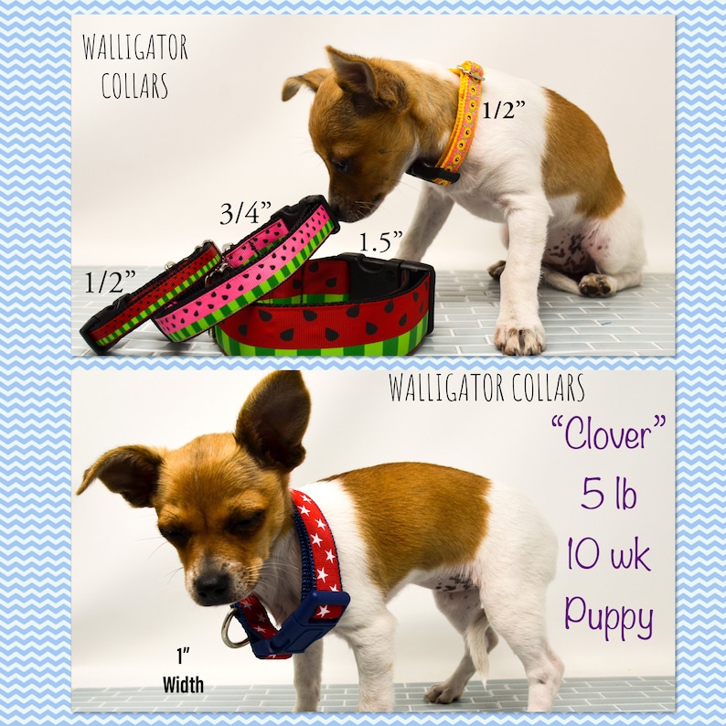 May include: A small, brown and white puppy wearing a blue and white star patterned dog collar. The collar is 1 inch wide. The puppy is sitting on a tiled floor. The text "Walligator Collars" and "Clover" are visible in the image. The puppy is 5 pounds and 10 weeks old.