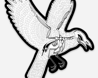 May include: A black and white line drawing of a bird skeleton with its wings spread out. The bird is in flight and its beak is open.