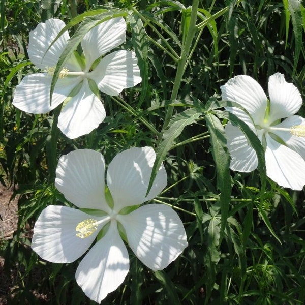 10 RARE White Texas Lone Star Hibiscus seeds - PLUS Proven Germination Instructions & FREE shipping!    ----  Fresh seeds from 2023 harvest.