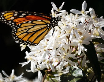 Peut inclure: Un papillon monarque aux ailes orange et noires est perché sur un groupe de fleurs blanches. Le papillon se nourrit du nectar des fleurs.