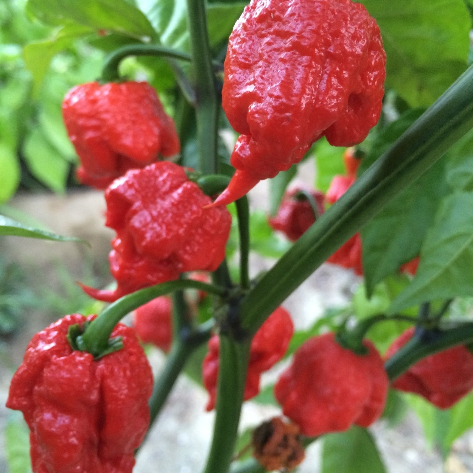 carolina reaper carolina reaper