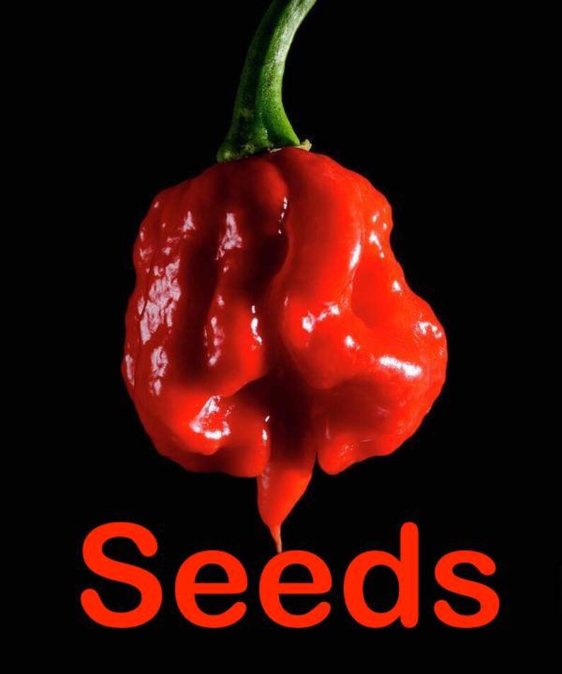 carolina reaper seeds burlington nc carolina reaper seeds burlington nc