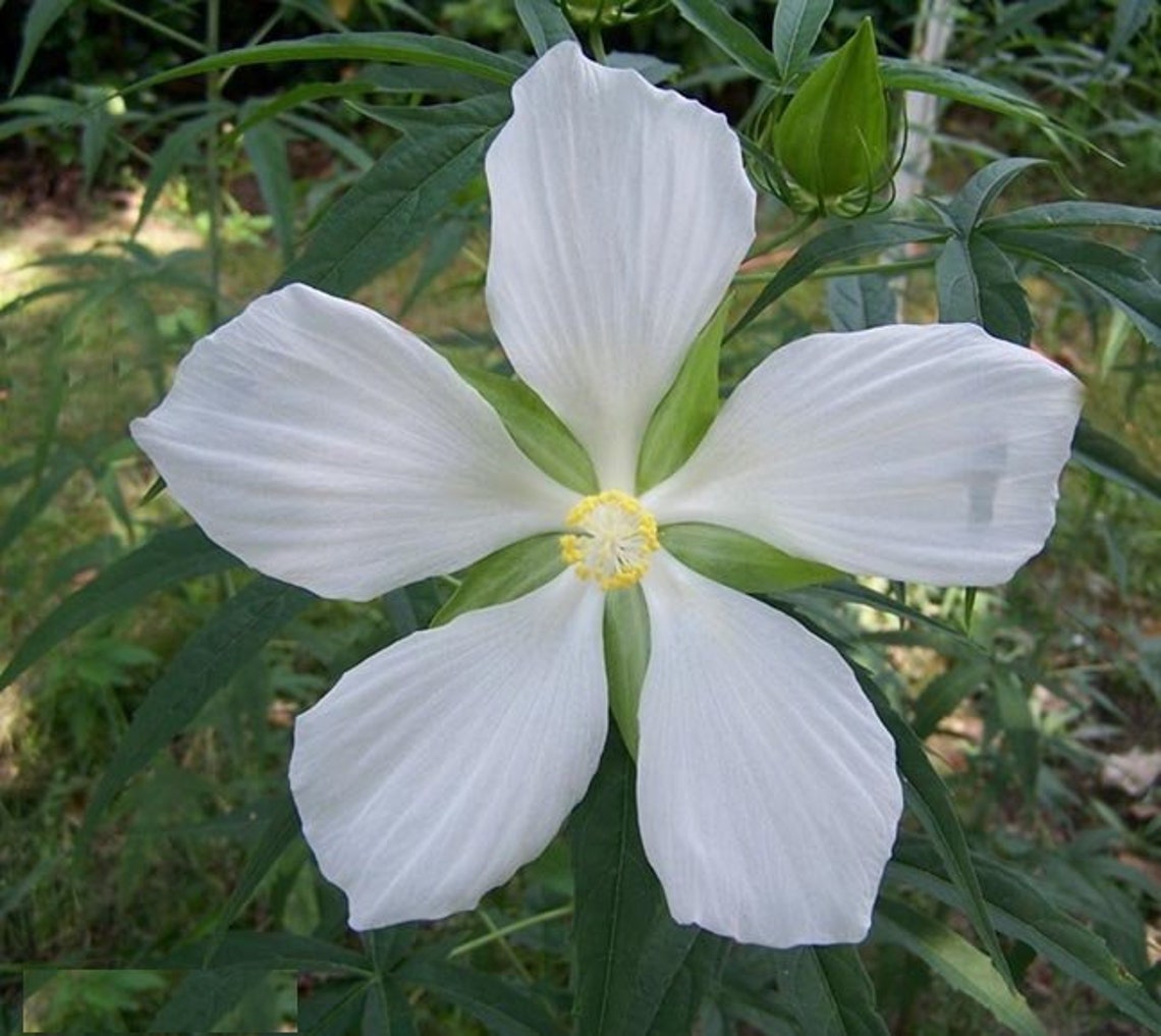 White Texas Lone Star Hibiscus seeds 10 seeds PLUS Etsy