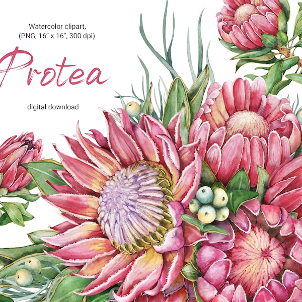 Protea Flower Watercolor Clipart, Exotic Tropical Floral clip art, summer bouquet, PNG Digital Download