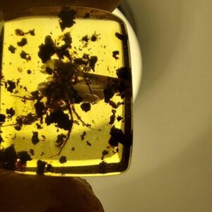 Amber with Insect, Spider in Amber, Fossil Inclusion Baltic Amber, Natural Amber