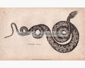 Antique Print, Garden Boa, 1801