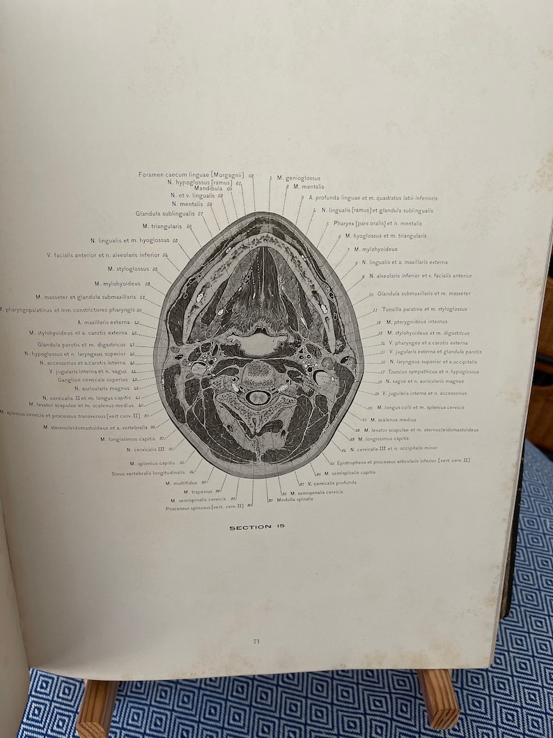 section Anatomy Biology Diagrams