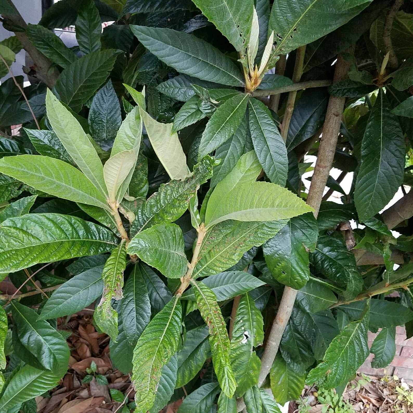 FRESH LOQUAT LEAVES Organic and Cut to Order Fresh Herbs Etsy