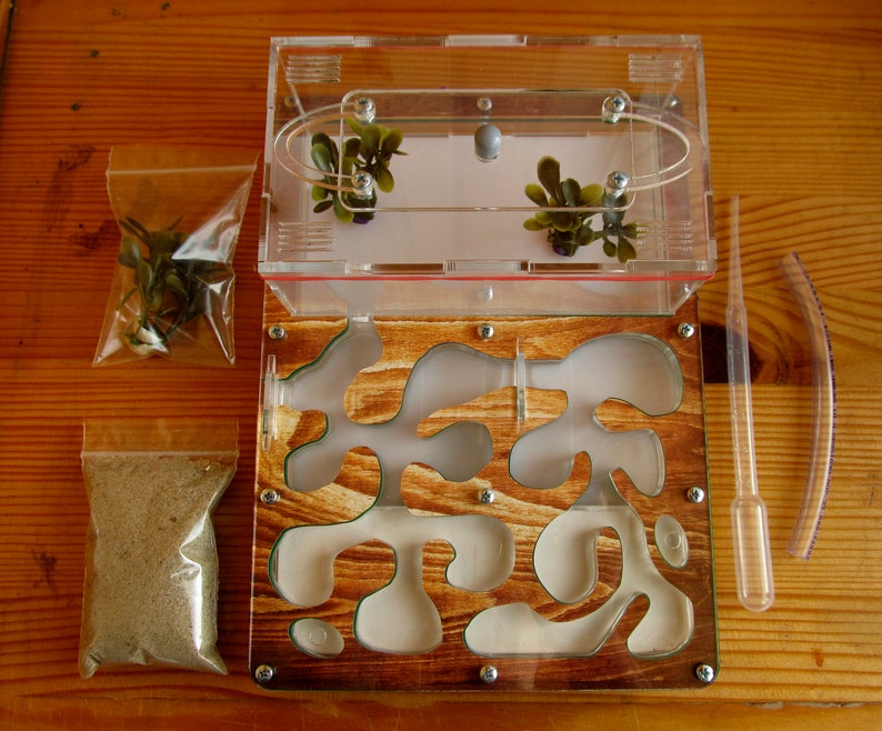 Ant Farm Educational Kit formicarium ant Etsy