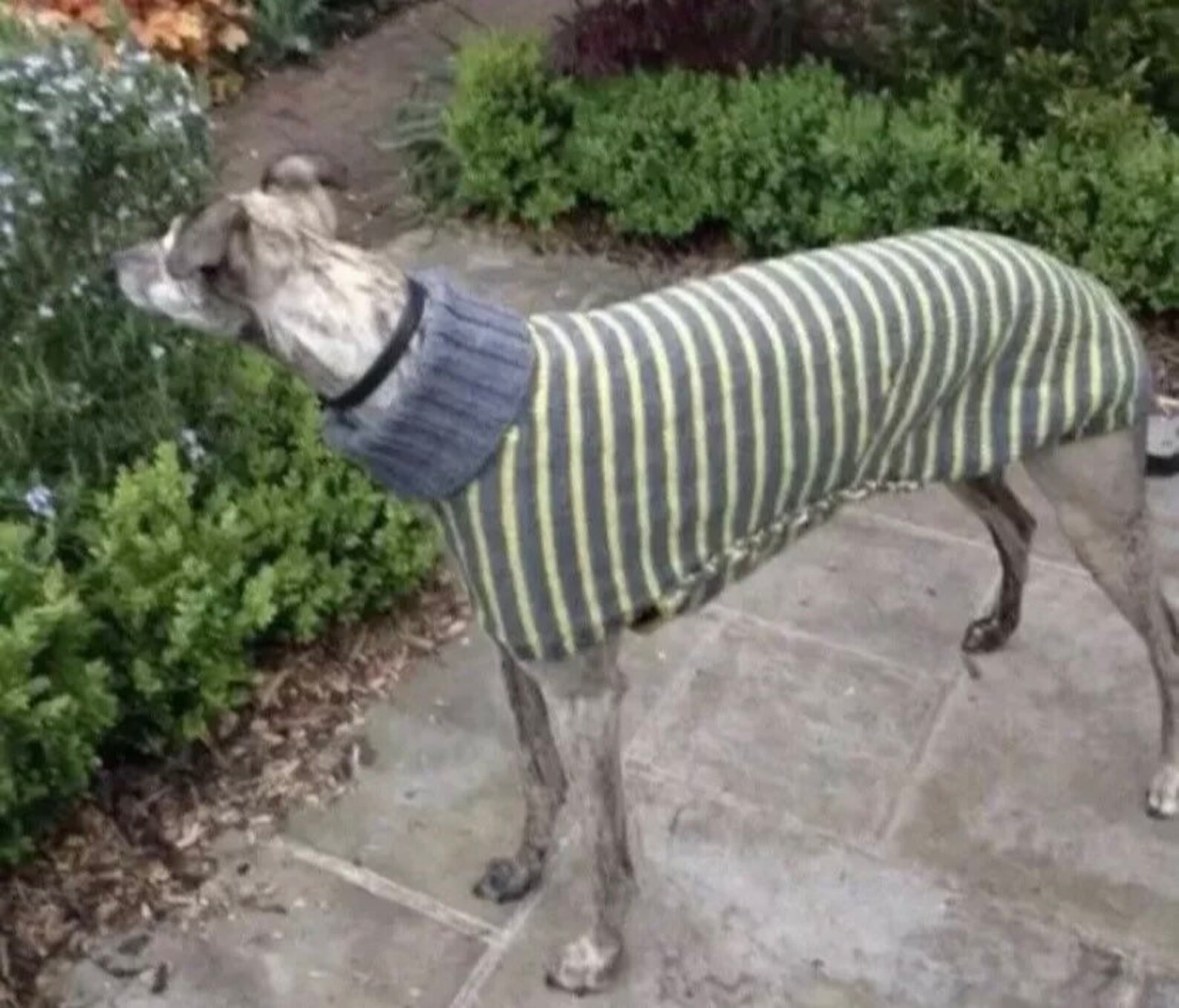 Greyhound Whippet Saluki Lurcher Puppy Dog Knitted Jumper Coat Top