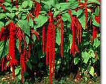 LOVE LIES BLEEDING   Magnificent Very Appealing Dense Clusters of Delicate Tassels Brillant Red Flower Bushy Plant.  50 Seed Per Package.