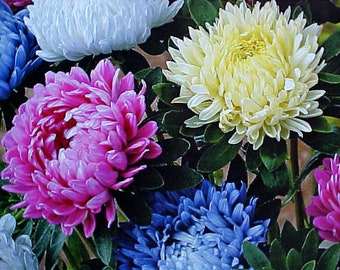 Chrysanthemum seeds  Etsy